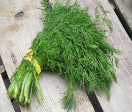 سبزی شوید